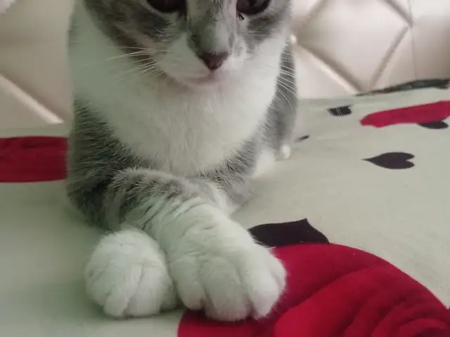 Кошка шотландская, Бохтар (Курган-Тюбе)