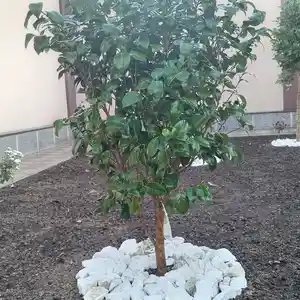 Камилия, Душанбе