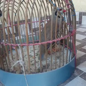 Кабки нар, Худжанд
