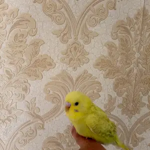 Попугай, Душанбе