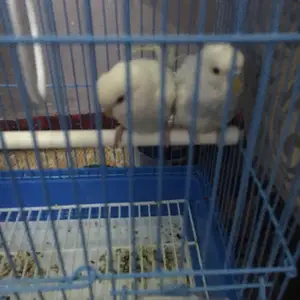 Попугай, Душанбе