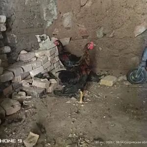 Хурузчахо 5 моха, Худжанд