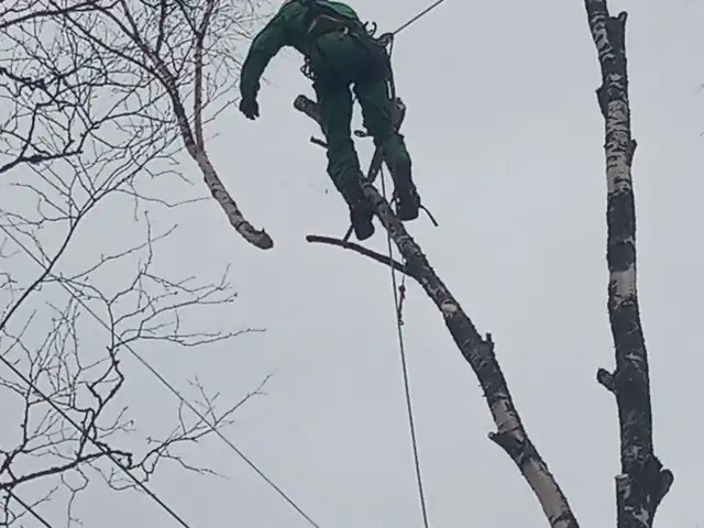 Услуги Бензопилы, Хуҷанд