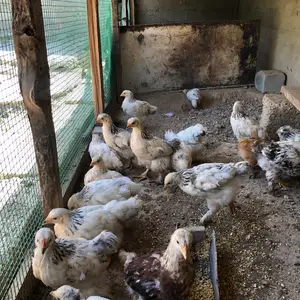 Чучахой брама, Душанбе