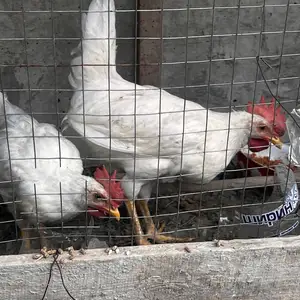 Хуруси декалаб уайт, Спитамен
