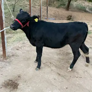 Гуночин, Душанбе