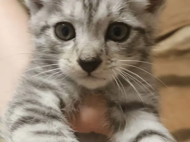 Котенок, Душанбе