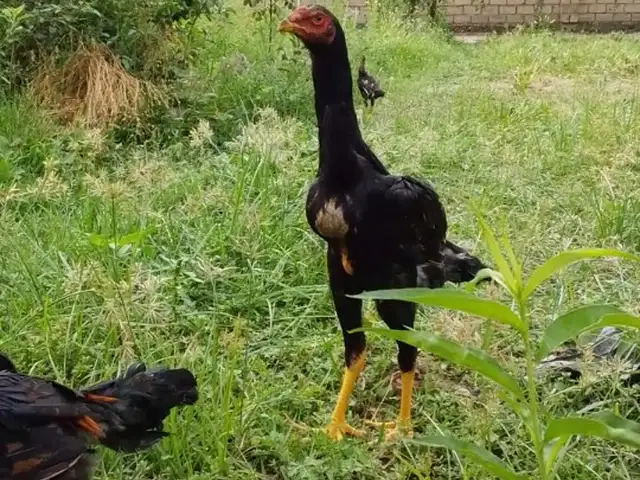Дакан, Ҳисор