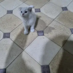 Кошка, Худжанд