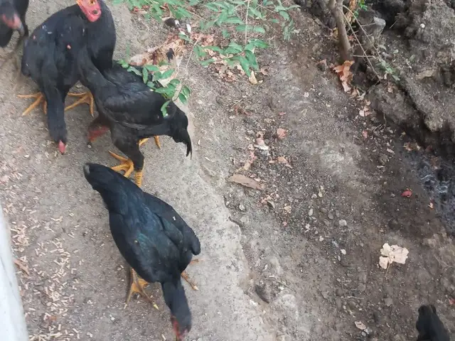 Даканг, Худжанд