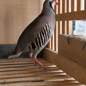 Кабки гибрид, Душанбе