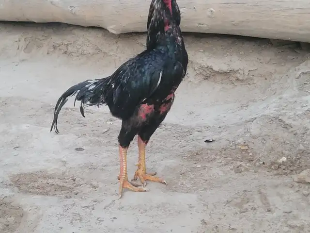Дакан, Конибодом