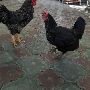 Мург ва хуруз, Душанбе