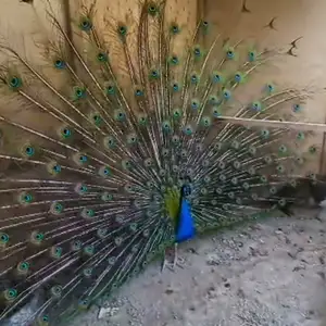 Товус, Спитамен