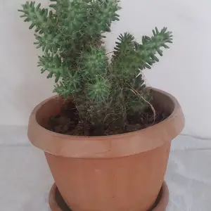Кактус, Худжанд