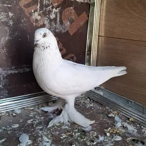 Голубь, Душанбе