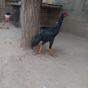 Дакан, Душанбе