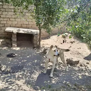 Чупони алабай, Гиссар