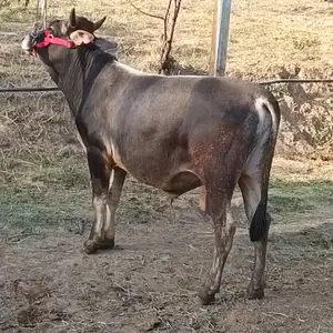 Бука, Душанбе