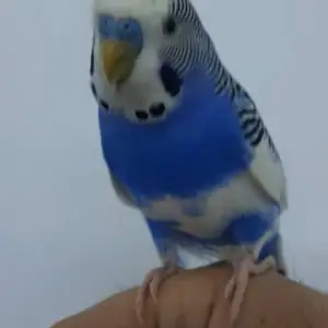 Попугай, Душанбе