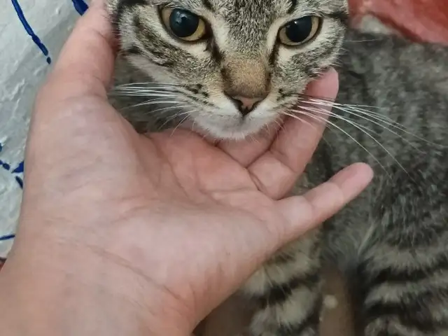 Шотландская кошка бесплатно, Душанбе