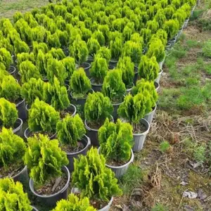 Туйка, Душанбе