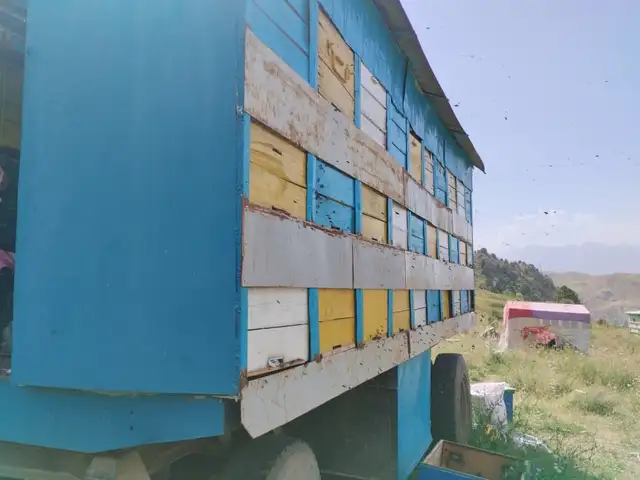 Вагон для пчел, Душанбе - 2