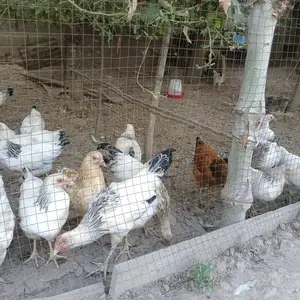 Чуча, Бохтар (Курган-Тюбе)