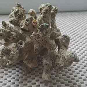 Коралл, Душанбе