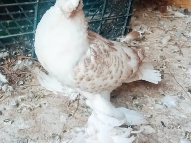 Голуби, Ёвон