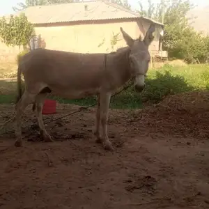 Хар, Гиссар