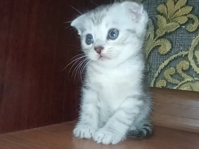 Котёнок, Душанбе