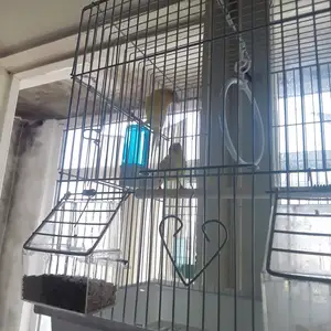 Канарейка мода, Худжанд