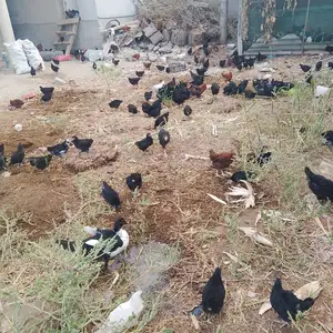 Чучахо, Джаббор Расулов
