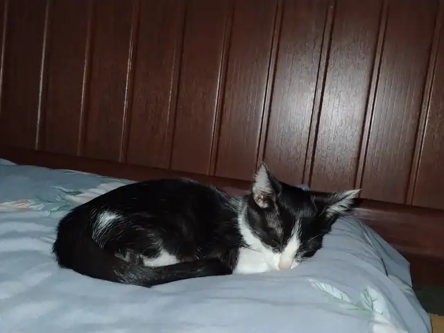Котенок даром, Худжанд