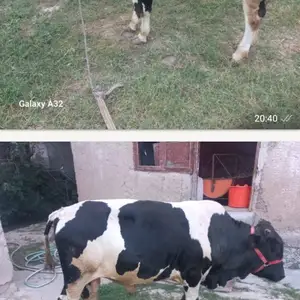 Гов, Гиссар