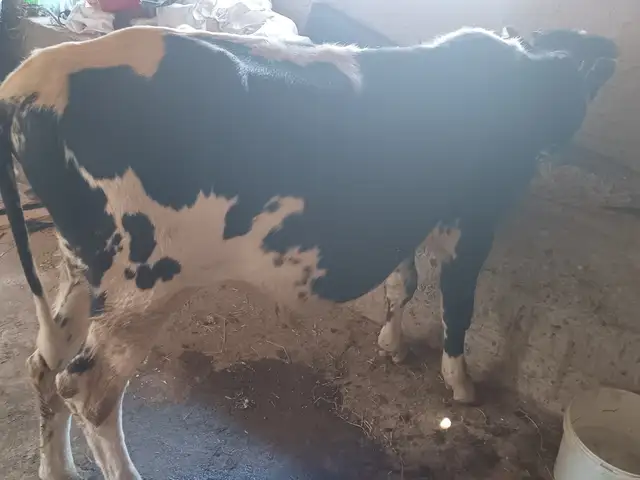 Буқа, Душанбе