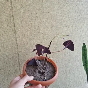 Бабочкаи майда, Душанбе