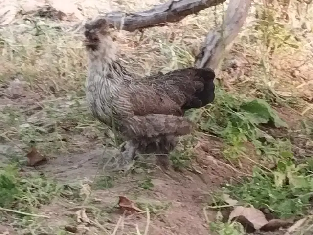 Мини султанка, Душанбе