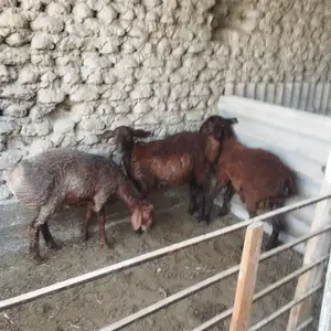 Гуспандахои кушкор, Худжанд