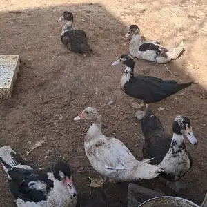 Индоутка, Хуҷанд