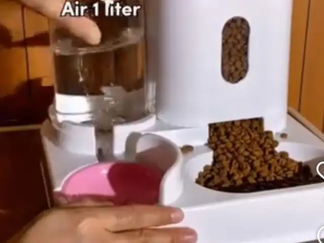 Миска для котят, Худжанд