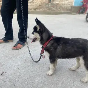 Саги хаски, Душанбе