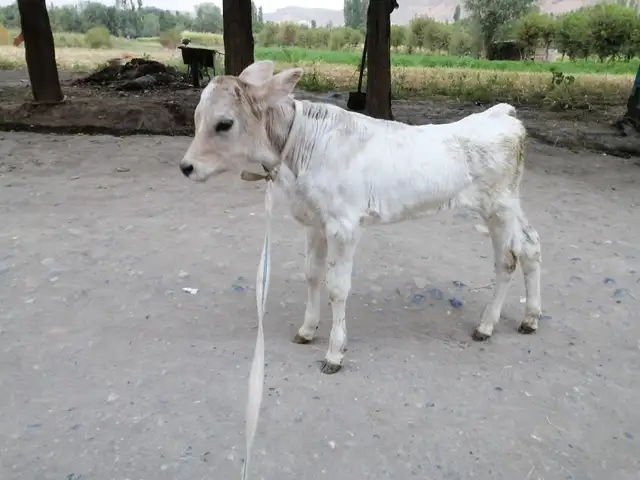 Гуночин, Исфара