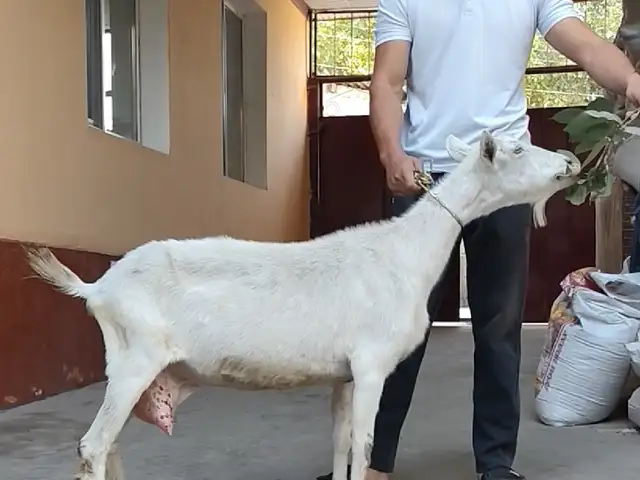 Молочная коза, Худжанд