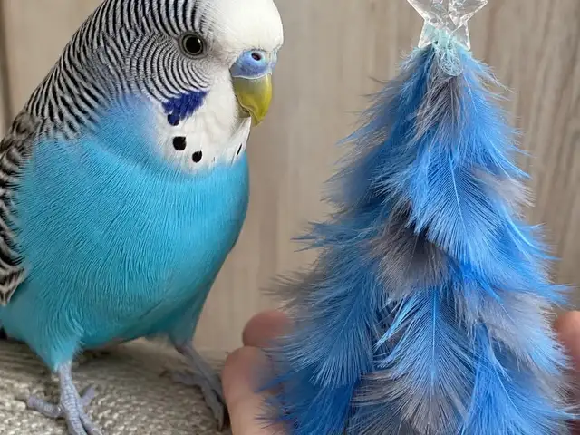 Попугай, Душанбе