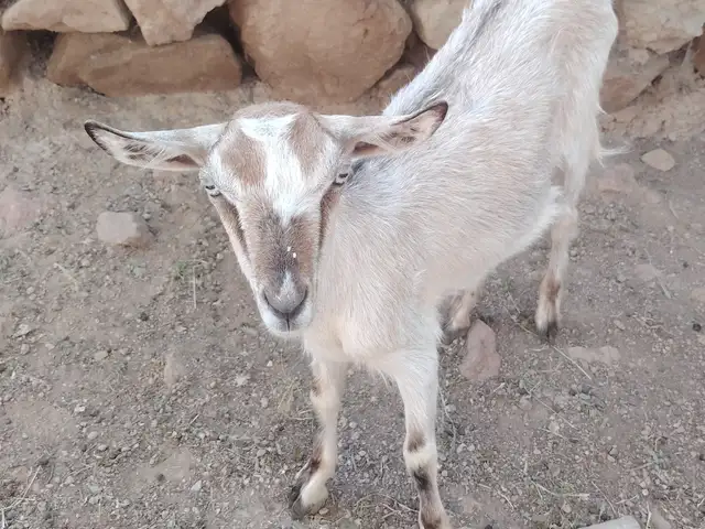 Буз, Худжанд