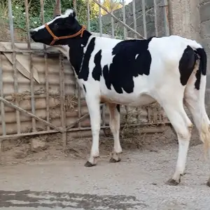 Гуночин, Душанбе