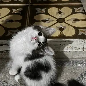 Сибирская кошка, Душанбе