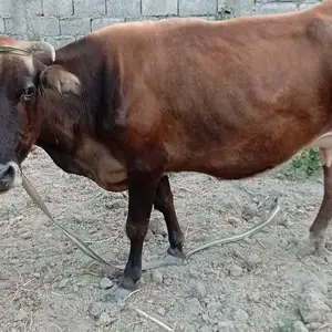 Гови гусаладор, Душанбе